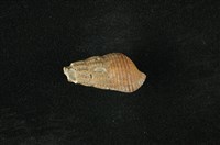 藏品(網蜷)的圖片